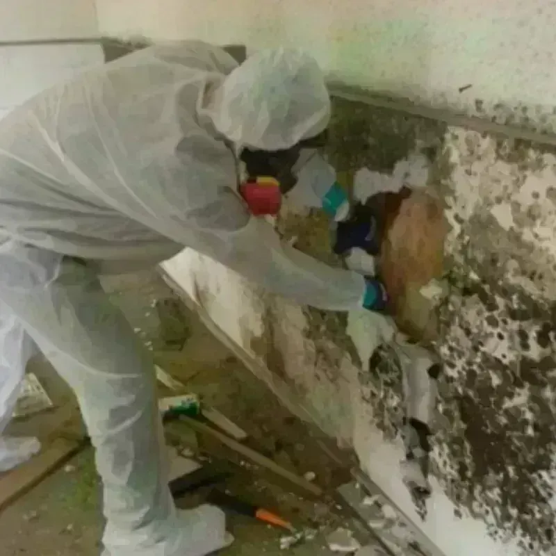 Mold Remediation and Removal in Highland Park, PA